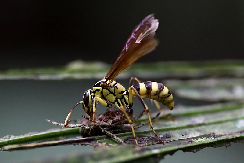 wasp unknown01 