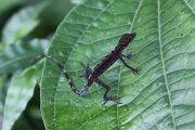 Anolis sp02 