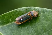Cicadellomorpha sp02 