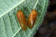 Cicadellomorpha sp03 