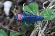 Cicadellomorpha sp05 