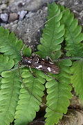 Plagiohammus spinipennis 