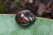 beetle unidentified27 