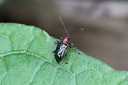 beetle unknown17 