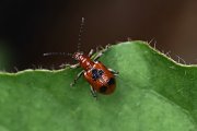 beetle unknown18 