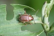 beetle unknown21 