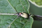 beetle unknown24 
