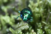 beetle unknown28 