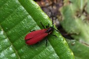 beetle unknown30 