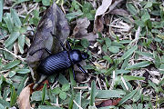 beetle unknown32 