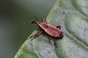 beetle unknown38 