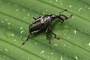beetle unknown39 