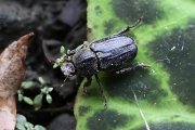 beetle unknown45 
