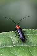 beetle unknown47 