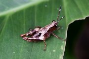 grasshopper unknown08 
