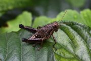 grasshopper unknown13 
