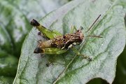grasshopper unknown14 