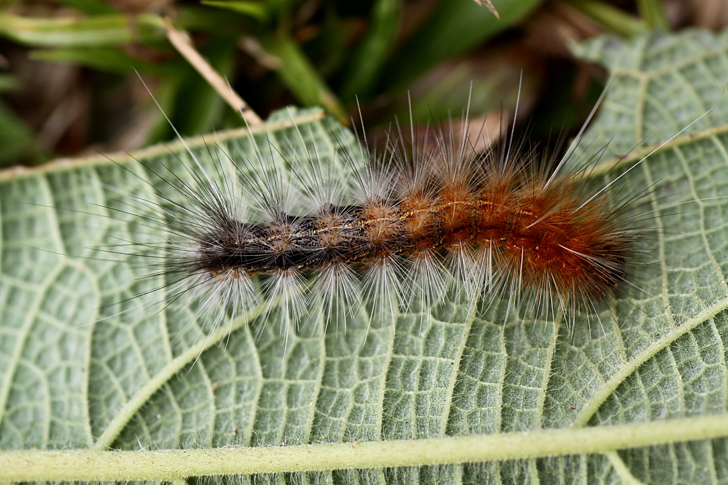 caterpillar unknown04