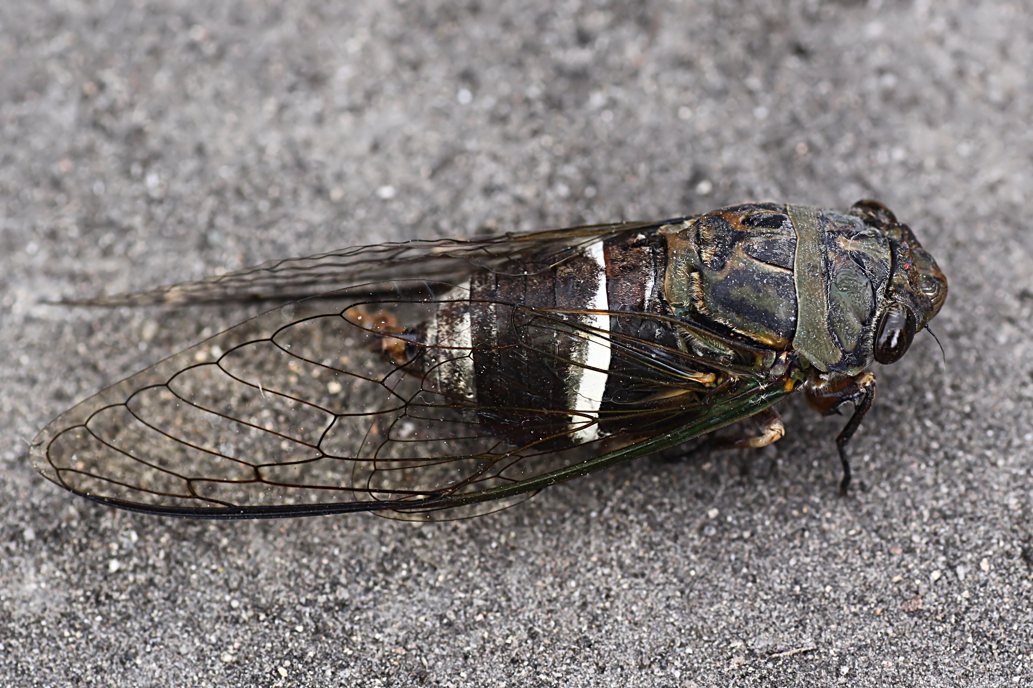 cicada unknown01