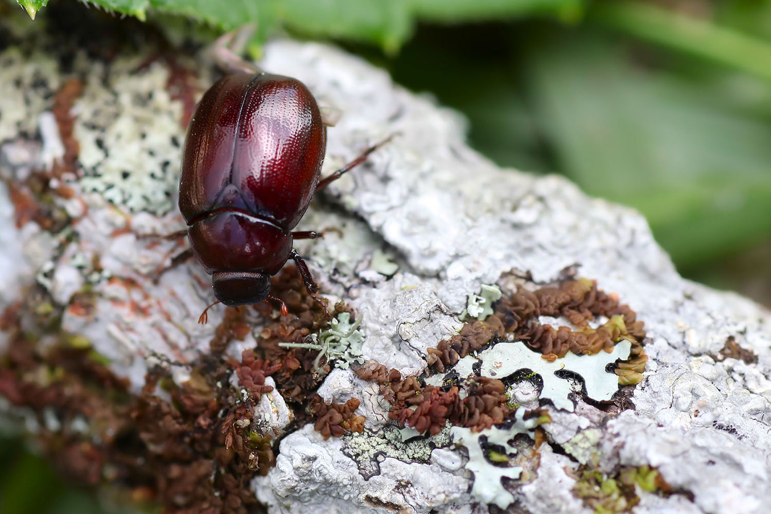 Apogonia palawana 