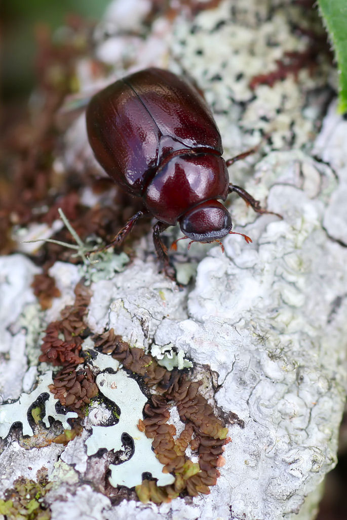 Apogonia palawana 