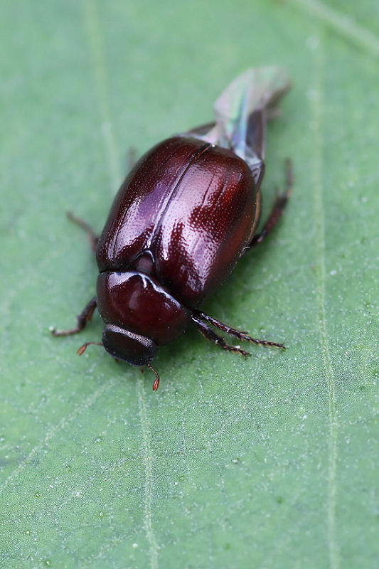 Apogonia palawana 