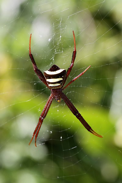 Argiope versicolor 