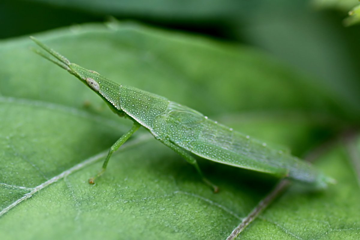 Atractomorpha crenulata 