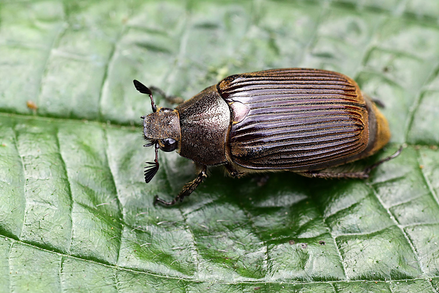 Carlschoenherria hastata 