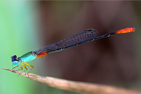 Ceriagrion cerinorubellum 