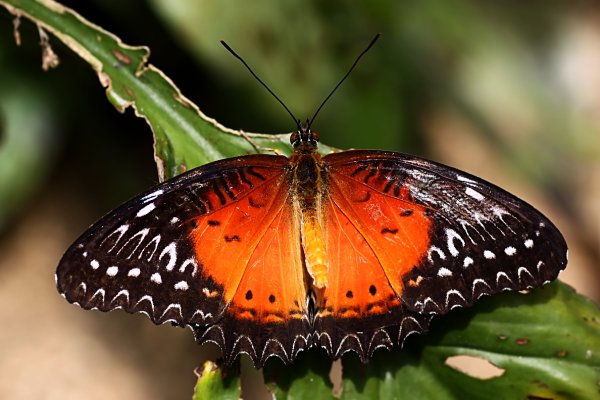 Cethosia biblis 