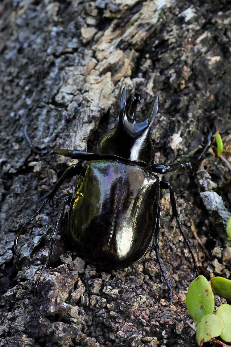 Chalcosoma moellenkampi 