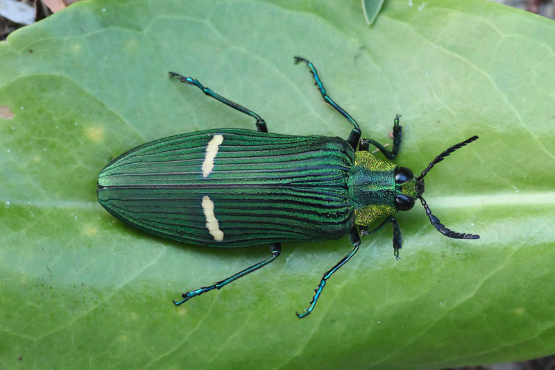 Chrysochroa opulenta 