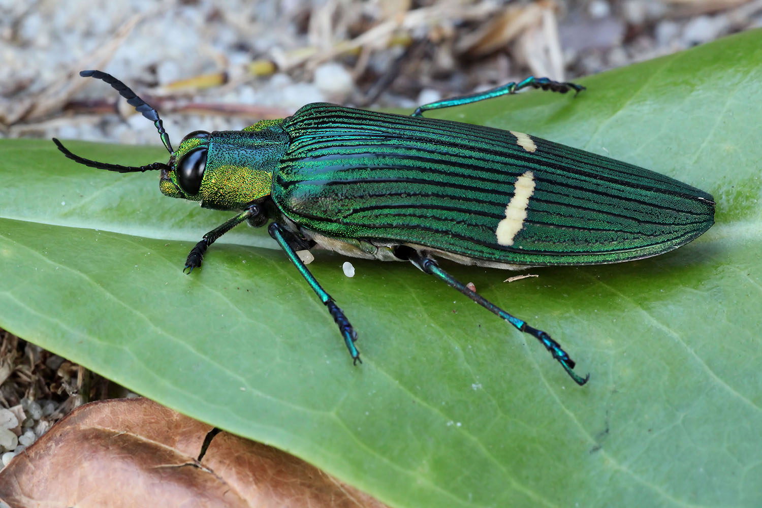 Chrysochroa opulenta 