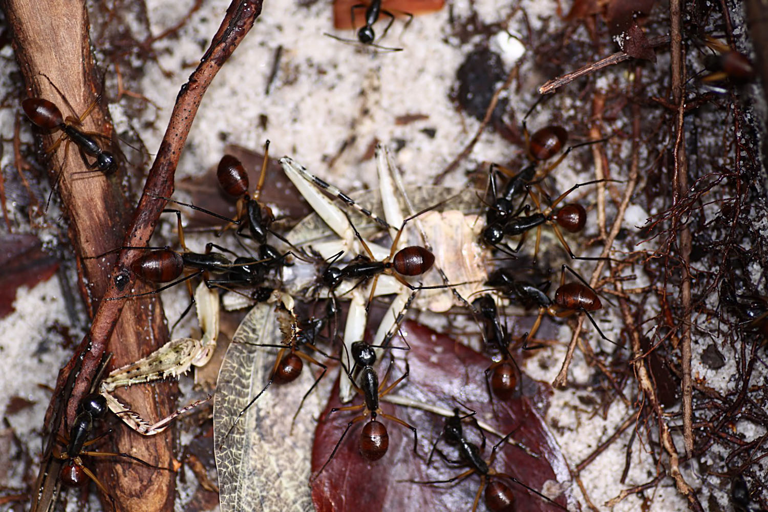 Dinomyrmex gigas borneensis