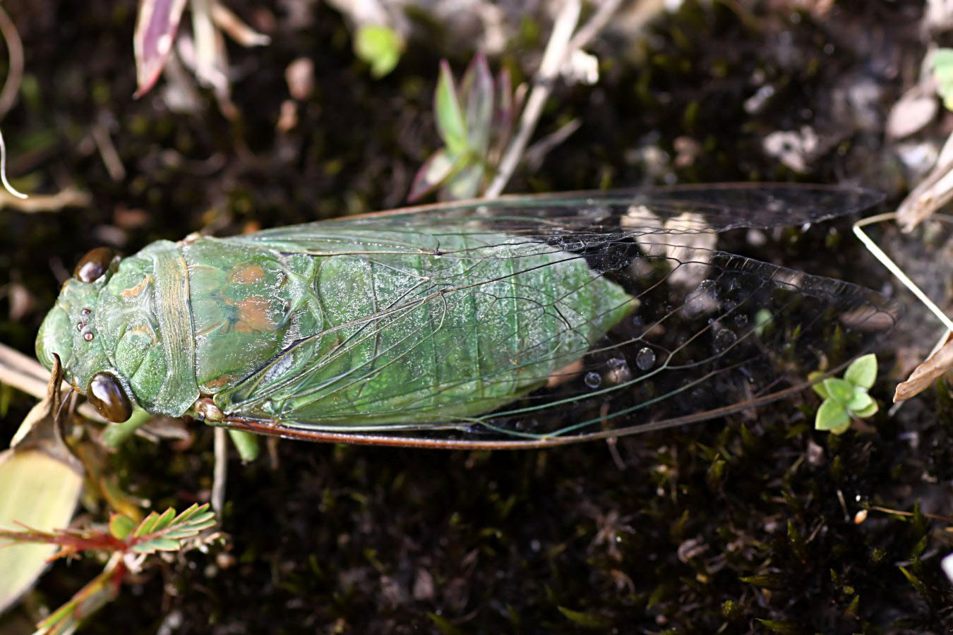 Dundubia vaginata 