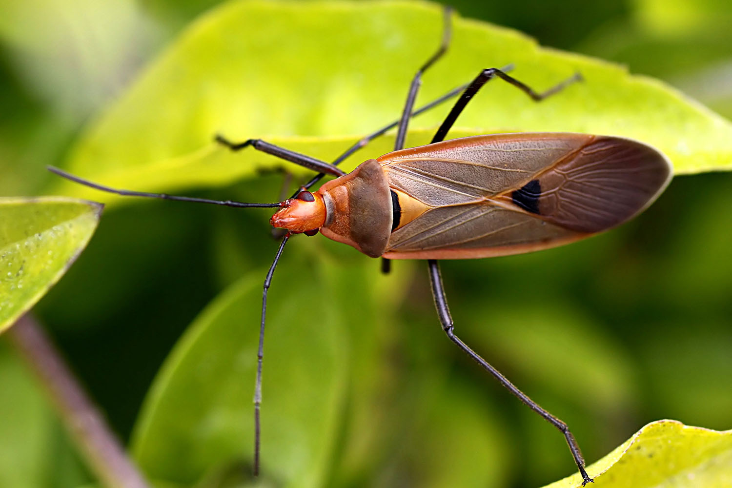 Dysdercus fuscomaculatus 