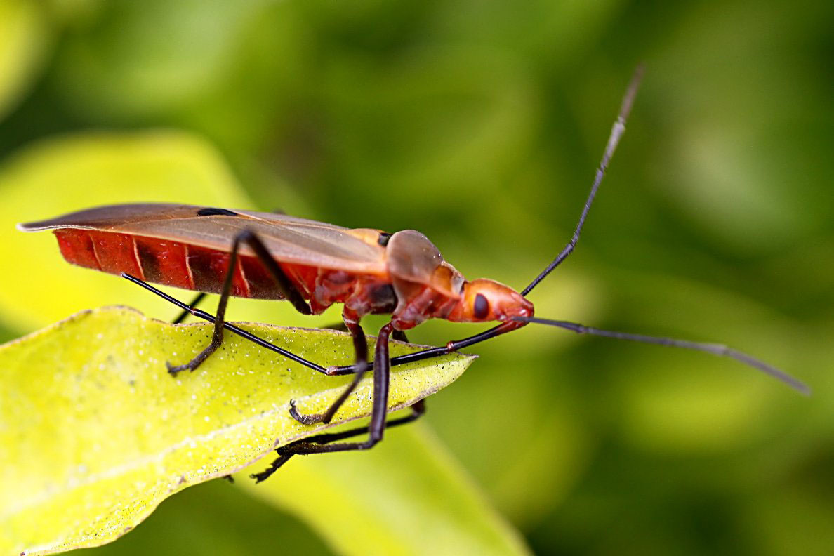 Dysdercus fuscomaculatus 