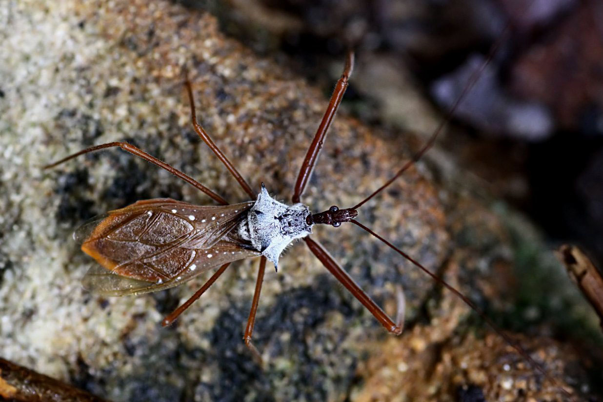 Epidaus validispinus 