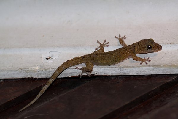 Gekko monarchus 