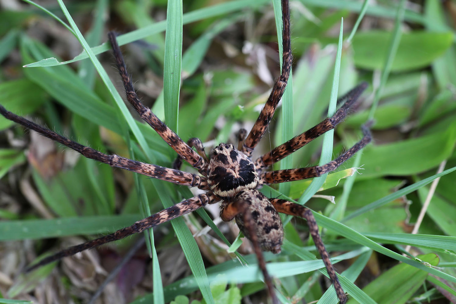 Heteropoda lebar 