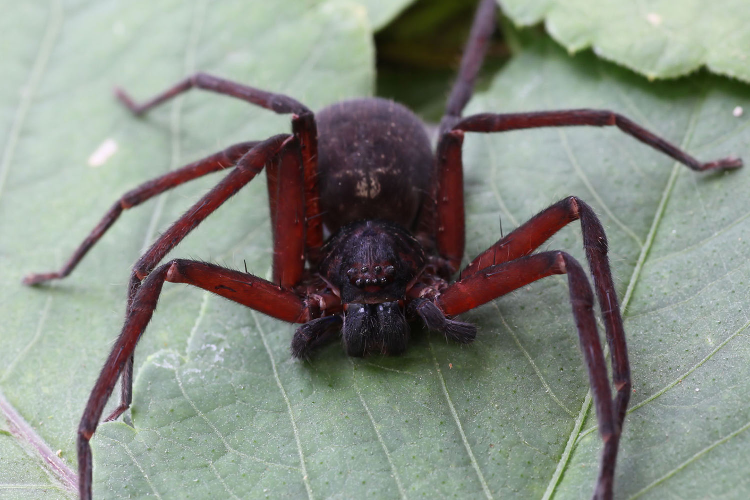 Heteropoda lebar 