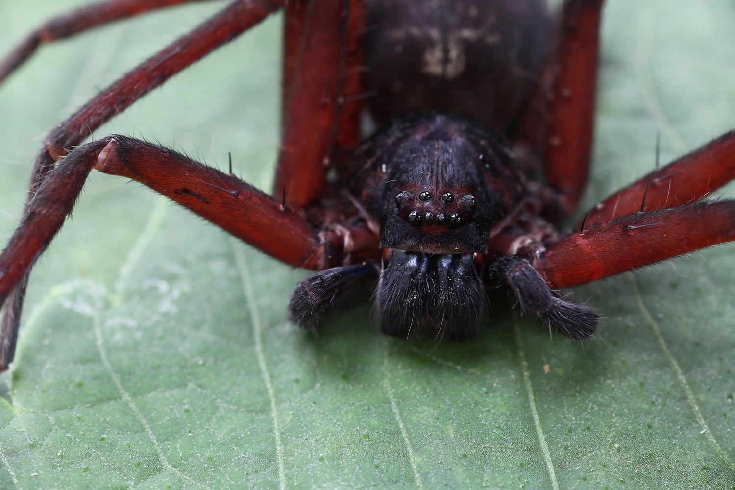 Heteropoda lebar 