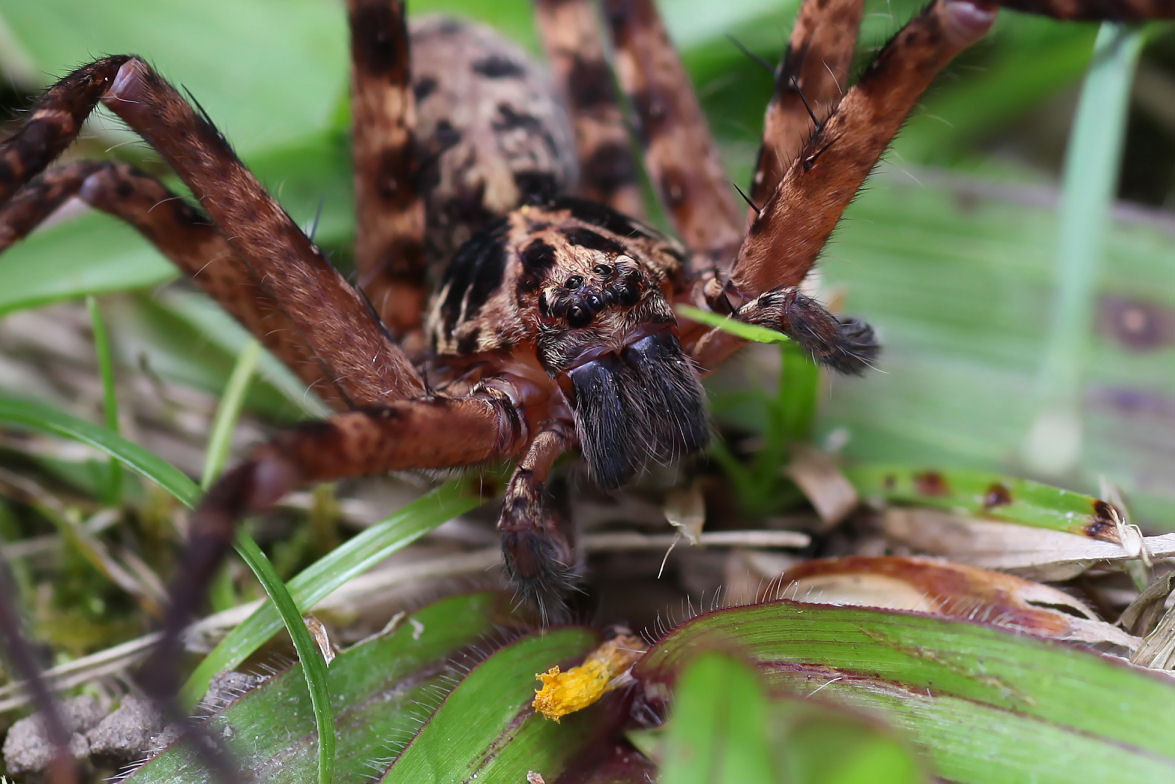 Heteropoda lebar 