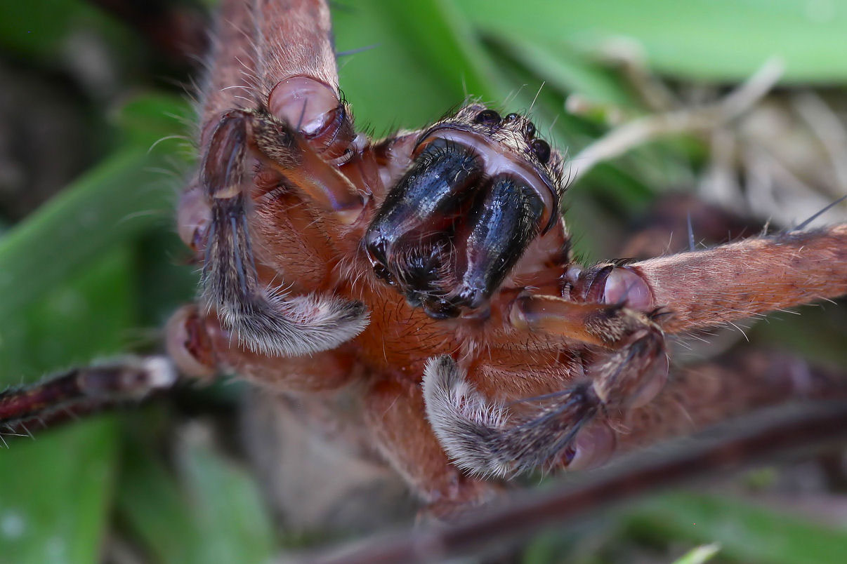 Heteropoda lebar 