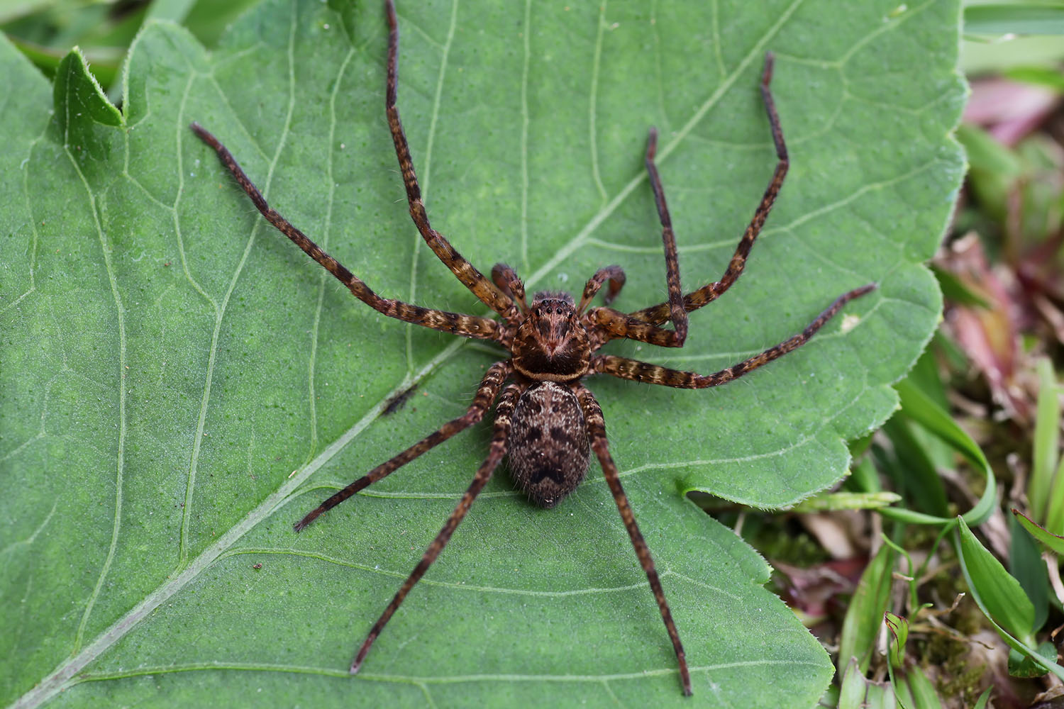 Heteropoda lebar 