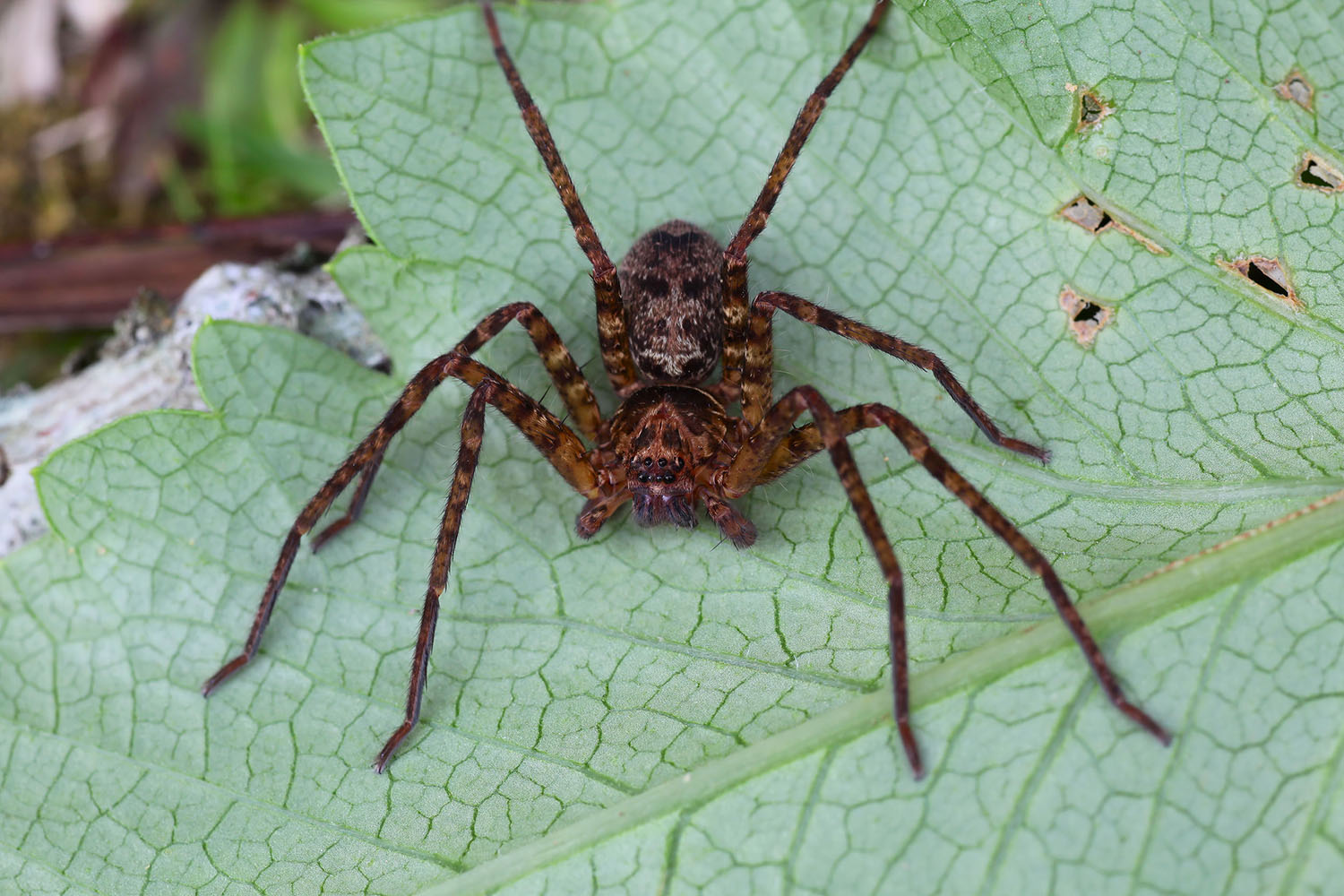 Heteropoda lebar 