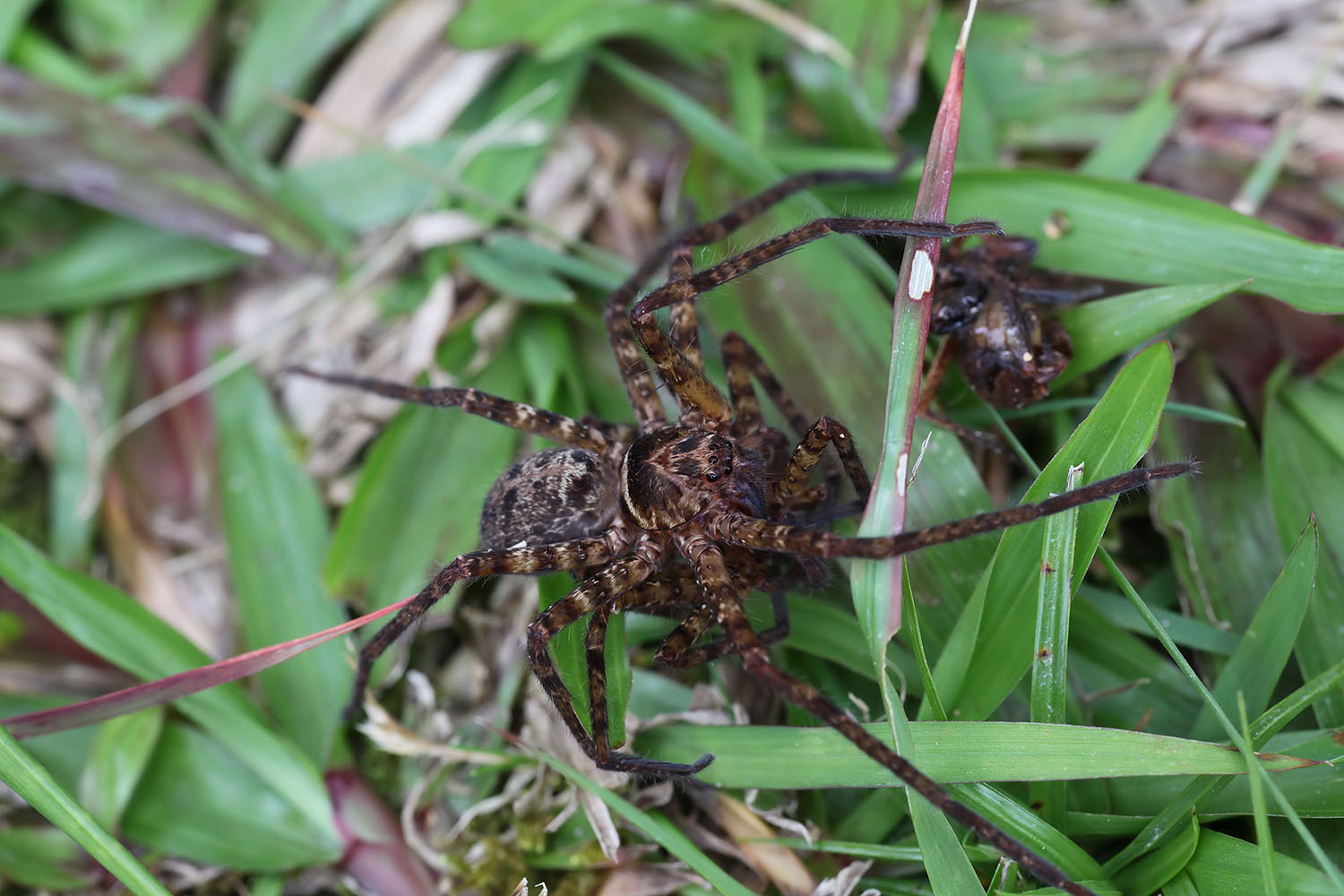 Heteropoda lebar 