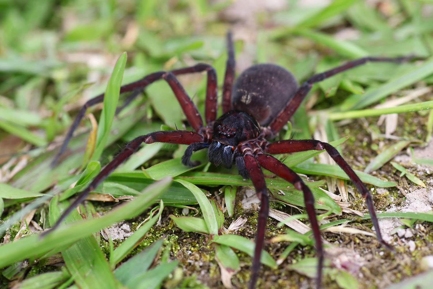 Heteropoda lebar 