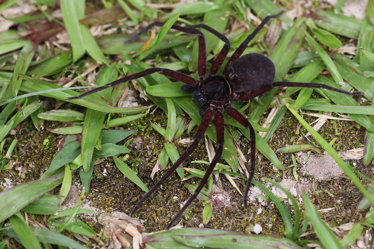 Heteropoda lebar 